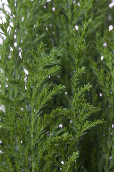 Chamaecyparis lawsoniana 'Ellwood's Empire', 15–20 cm, immergrün