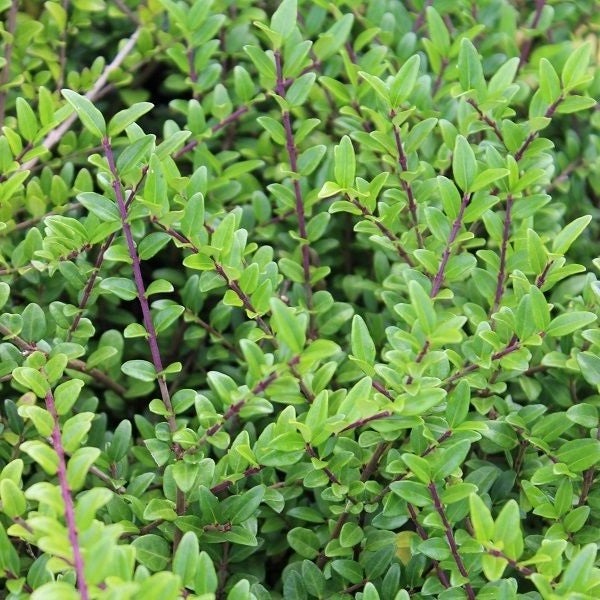 Nahaufnahme einer Hecke mit kleinen grünen Blättern und dunklen Ästen