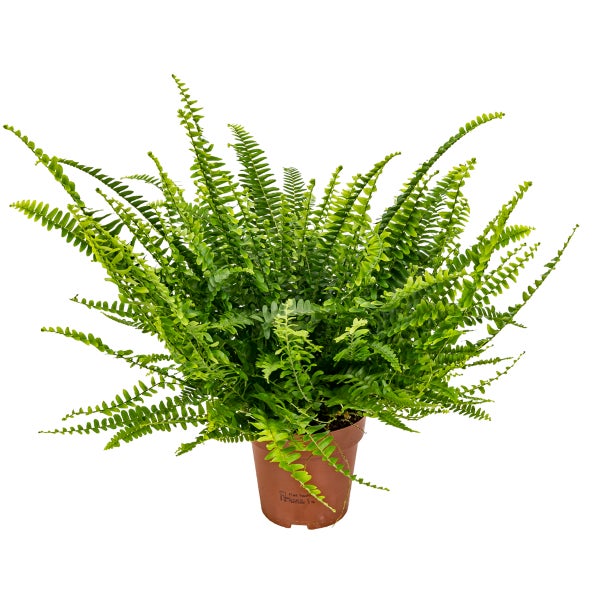 Nephrolepis 'Green Lady' - Lockiger Farn - Haustierfreundlich - ⌀12 - ↕30 cm