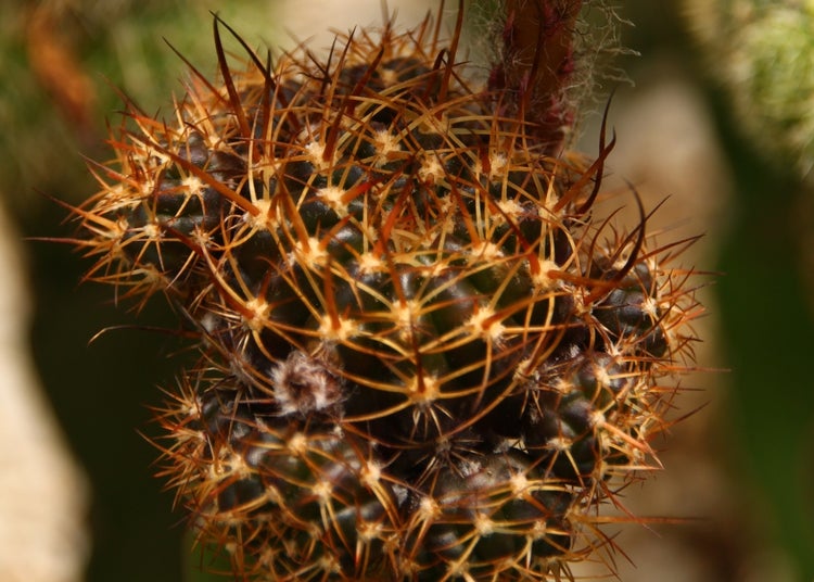 SAFLAX Garden in the bag - Argentinischer Zwergkaktus - Rebutia / Mix - 40 Samen - Mit Anzuchtsubstrat im praktischen, selbst aufstellenden Beutel
