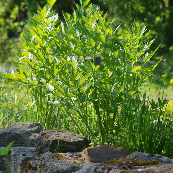 Nahaufnahme von Liebstöckelblättern.