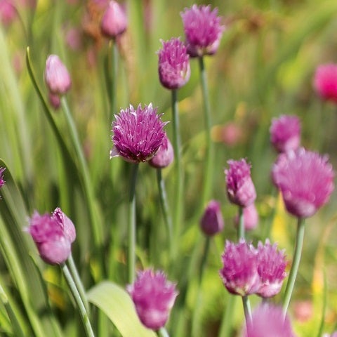 Schnittlauchblüten im Gartenbeet