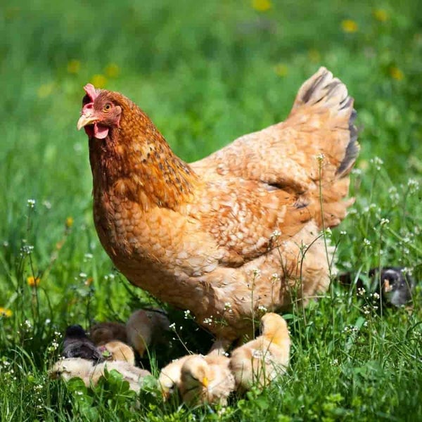 Hühnerfutter 25 kg Premium Legemehl PLUS mit Oregano - Geflügelfutter für Hühner, Gänse, Enten