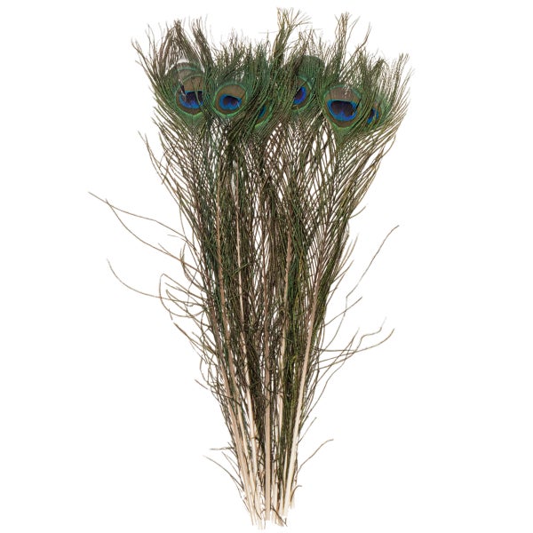 Bund aus natürlichen Pfauenfedern mit Augenmuster.