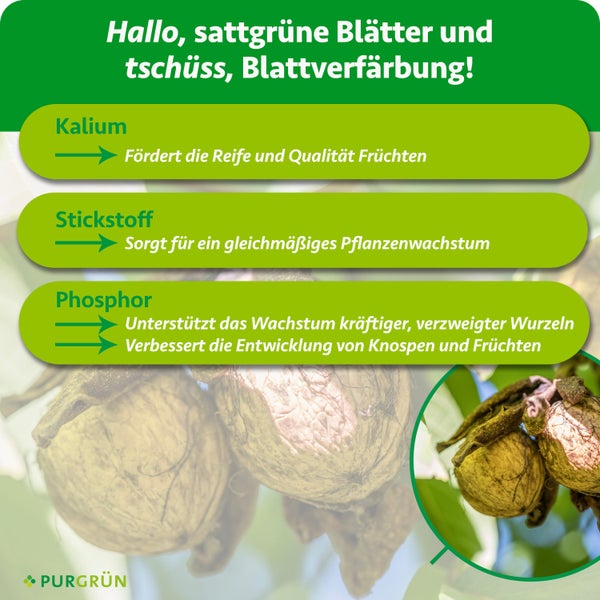 Infografik zu Pflanzennährstoffen: Kalium für Fruchtqualität, Stickstoff für Wachstum, Phosphor für Wurzeln und Knospen. Walnüsse und Purgrün Logo.