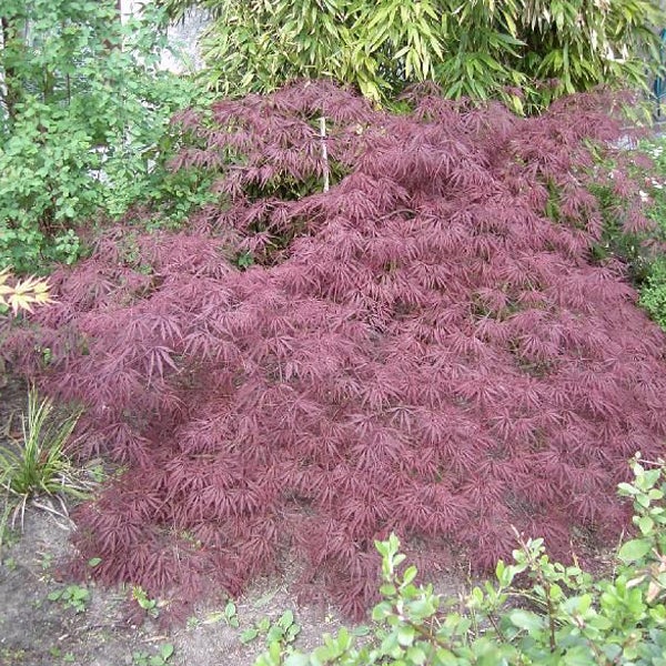 Japanischer Ahornbaum mit rot-violetten Blättern im Garten.