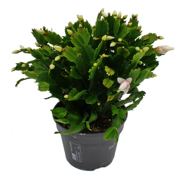 Großer Weihnachtskaktus - Schlumbergera - XXL - 17cm Topf - ca. 25-35cm hoch - weisse Blüten