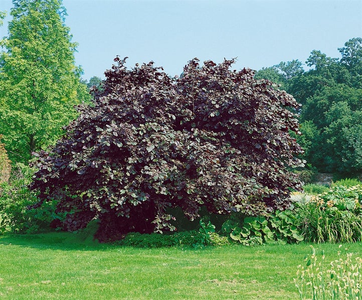 Corylus maxima 'Purpurea', Purpur-Hasel, 60–100 cm