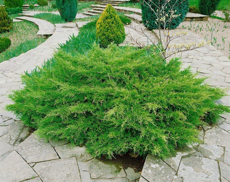 Blick auf einen Garten mit einem grünen Strauch und einem Steinweg