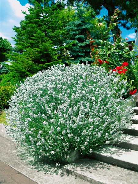 Lavandula angustifolia 'Hidcote White', Lavendel, weiß, ca. 9x9 cm Topf