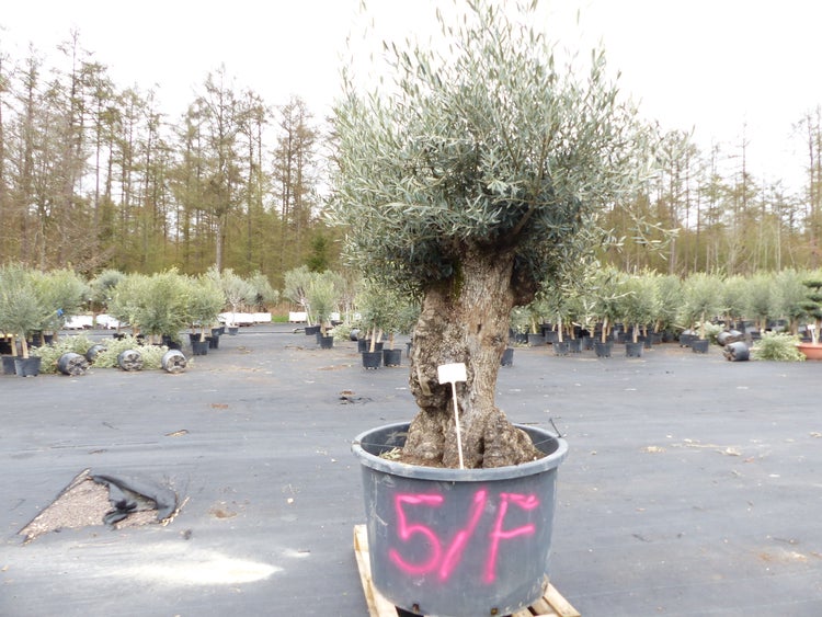 genau diesen Baum Nr. 5/F, 250 cm, Olivenbaum, knorrige alte urige Olive winterhart