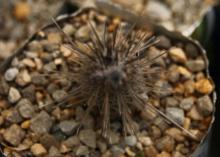 SAFLAX Garden to go - Seeigelkaktus - Echinopsis mirabilis - 40 Samen - Mit Topf, Klima - Deckel und Anzuchtsubstrat