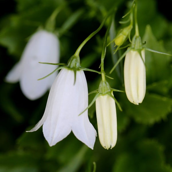 Nahaufnahme von weissen Glockenblumen vor dunklem, grünem Hintergrund.