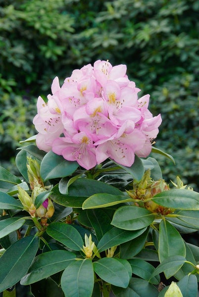 Nahaufnahme einer rosa Rhododendronblüte mit grünen Blättern.