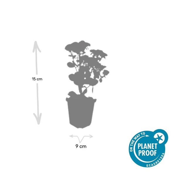 Fette Henne - Sedum telephium 'Herbstfreude' - pflegeleichte Staude - 9cm Topf - Set mit 40 Pflanzen