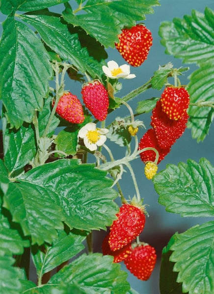 Walderdbeere Pflanze mit reifen Früchten und weißen Blüten mit grünen Blättern für den Garten