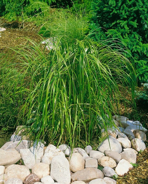 Spartina pectinata 'Aureomarginata', Goldrandgras, ca. 9x9 cm Topf