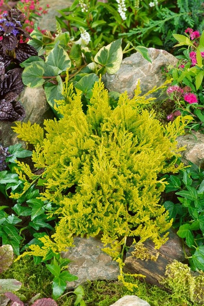 Gelbe Zypresse im Steingarten.