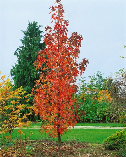 Amberbaum im Garten mit herbstlicher Blattfärbung