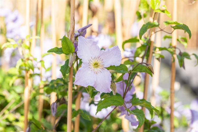Clematis Hybride 'Blekitny Aniol', Waldrebe, blau, 100–150 cm