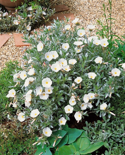 Convolvulus cneorum, Silberwinde, silbrig-weiß, ca. 9x9 cm Topf