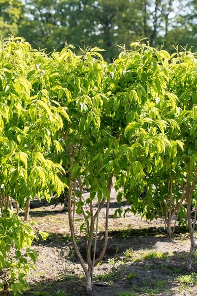 Cornus mas Kornelkirsche Strauch mit frischem Laub im Garten