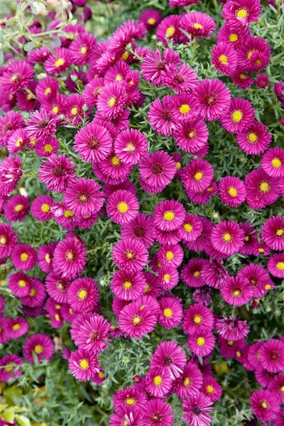 Aster dumosus 'Jenny', Kissen-Aster, rosa, ca. 9x9 cm Topf