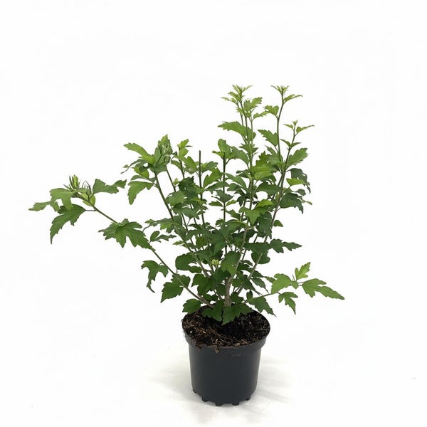 Hibiskus Strauch im schwarzen Kunststoffpflanztopf