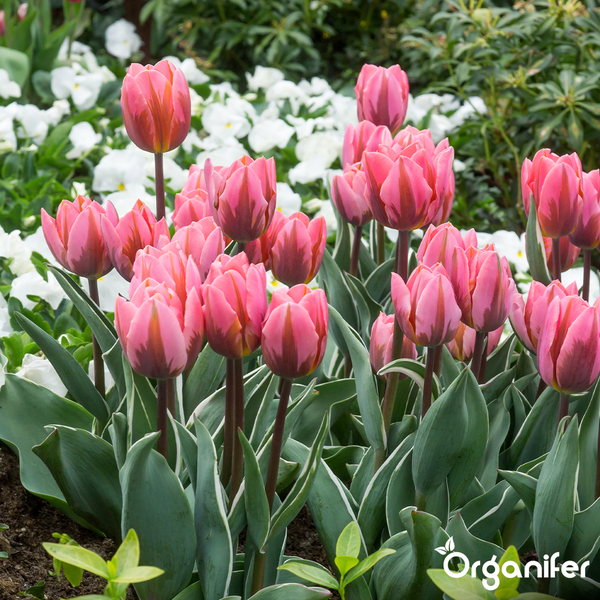 Beet mit blühenden rosa Tulpen mit panaschierten Blättern und weißen Stiefmütterchen im Garten.