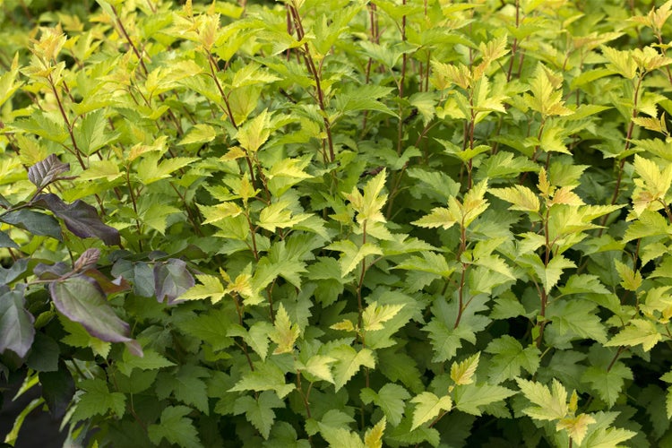 Physocarpus opulifolius 'Nugget', Blasenspiere, goldgelb, 40–60 cm