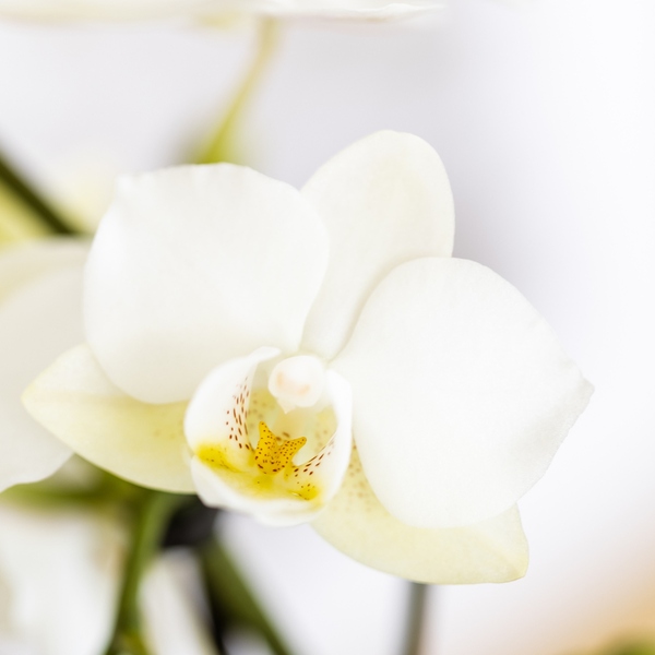 Kolibri Company Set Star Fish small Weiße Phalaenopsis Orchidee Lausanne und Sukkulente inkl. Keramik-Ziertöpfe auf weißem organischen Tablett