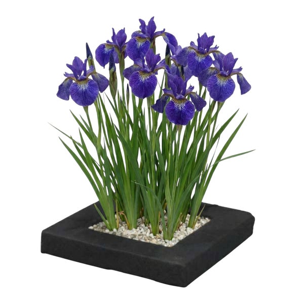 Künstliche Iris-Pflanze in quadratischem schwarzem Pflanzgefäß mit weißen Steinen.