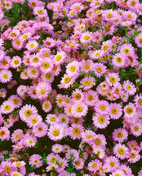 Aster dumosus 'Tina', Kissen-Aster, violett, ca. 9x9 cm Topf
