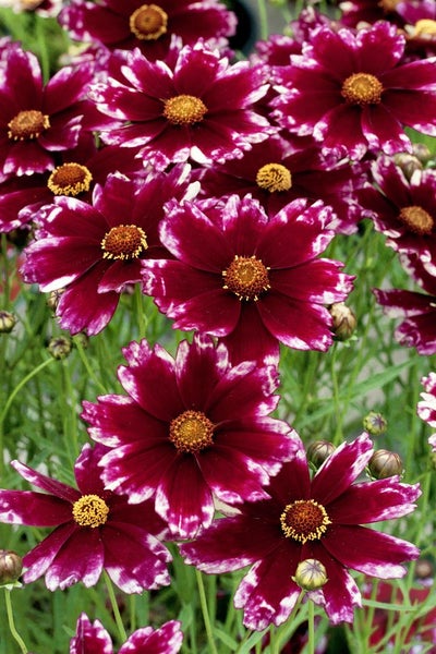 Coreopsis rosea 'Ruby Frost', Mädchenauge, rosa, ca. 11x11 cm Topf