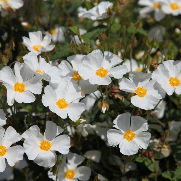 Zistrose mit weißen Blüten und gelben Staubgefäßen
