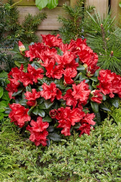 Rhododendron repens 'Scarlet Wonder', leuchtend rot, 40–50 cm