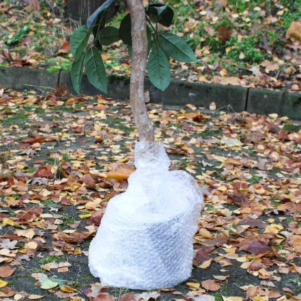 Eingepflanzter Baum mit Stamm und Blättern, zum Schutz in Luftpolsterfolie verpackt.