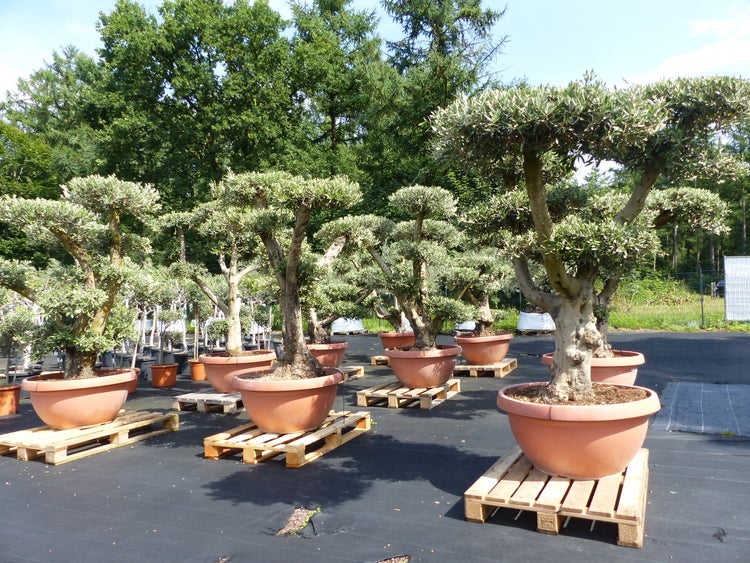 Olivenbaum Pon Pon Olive Gartenbonsai Bonsai Formgehölz, winterhart