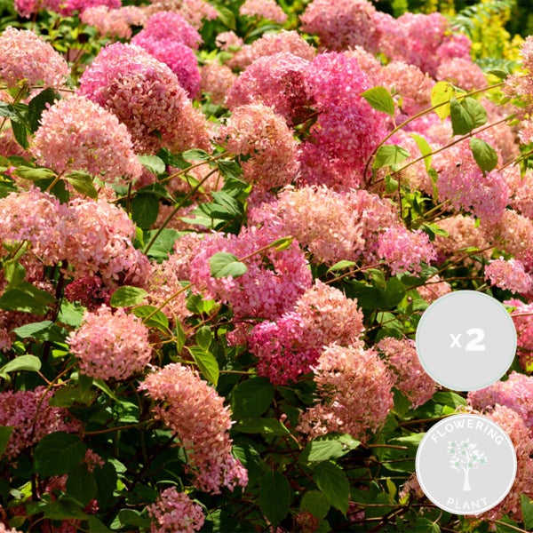 Bloomique - 2er-Set - Hydrangea Pink Annabelle - Hortensie - Rosa - Gartenpflanzen - Winterhart - 40-50 cm Hoch - Topf 19 cm