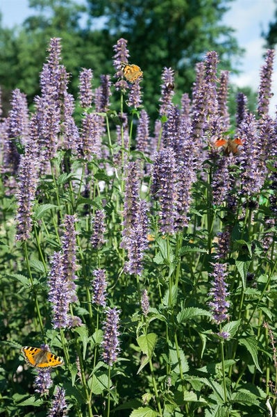 Agastache rugosa 'Black Adder', Duftnessel, violett, ca. 11x11 cm Topf