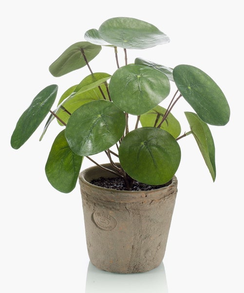 Künstliche Pilea-Pflanze mit runden Blättern in einem rustikalen Tontopf mit Emerald Logo.