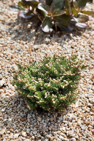 Kissen-Fichte im Gartenbeet