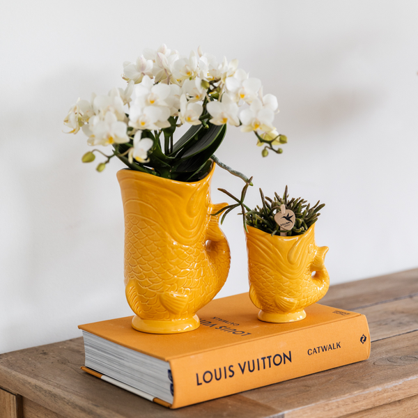 Kolibri Orchids Set aus weißer Nazaré-Orchidee und Sukkulente in dekorativem orangenem Fisch-Topf Topfgröße 9cm & 6cm