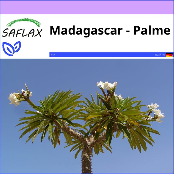 SAFLAX  - Madagascar - Palme - Pachypodium lamerei - 10 Samen