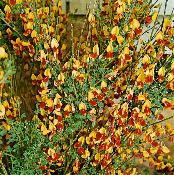 Cytisus scoparius 'Queen Mary', Besenginster, gelb, 60–80 cm