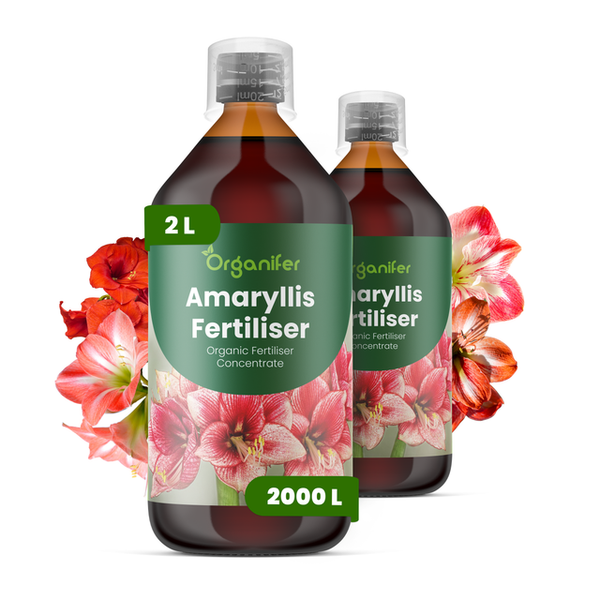 Organifer Amaryllisdünger, organisches Flüssigdüngerkonzentrat, zwei 2-Liter-Flaschen.
