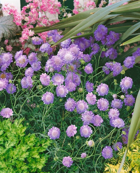 Scabiosa columbaria 'Butterfly Blue', Skabiose, blau, ca. 11x11 cm Topf