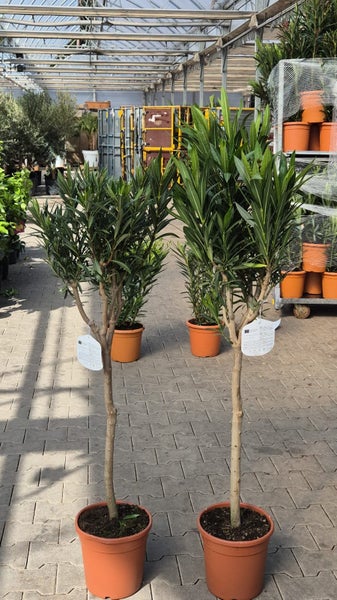 Mehrere Oleander Pflanzen Nerium oleander in braunen Pflanztöpfen in einem Gewächshaus mit Glasdach und Metallkonstruktion.