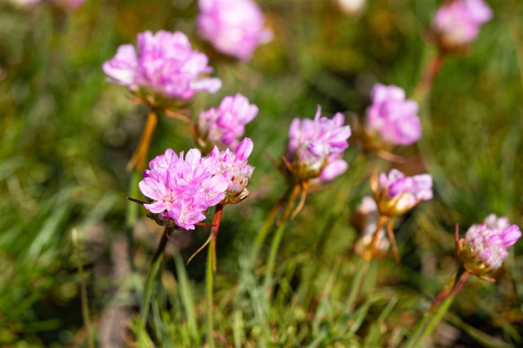 Armeria juniperifolia 'Röschen', Grasnelke, rosa, ca. 9x9 cm Topf