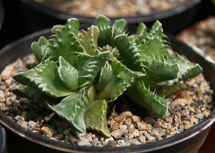SAFLAX Geschenk Set - Echter Tigerrachen - Faucaria tigrina - 40 Samen - Mit Geschenkbox, Versandaufkleber, Geschenkkarte und Anzuchtsubstrat